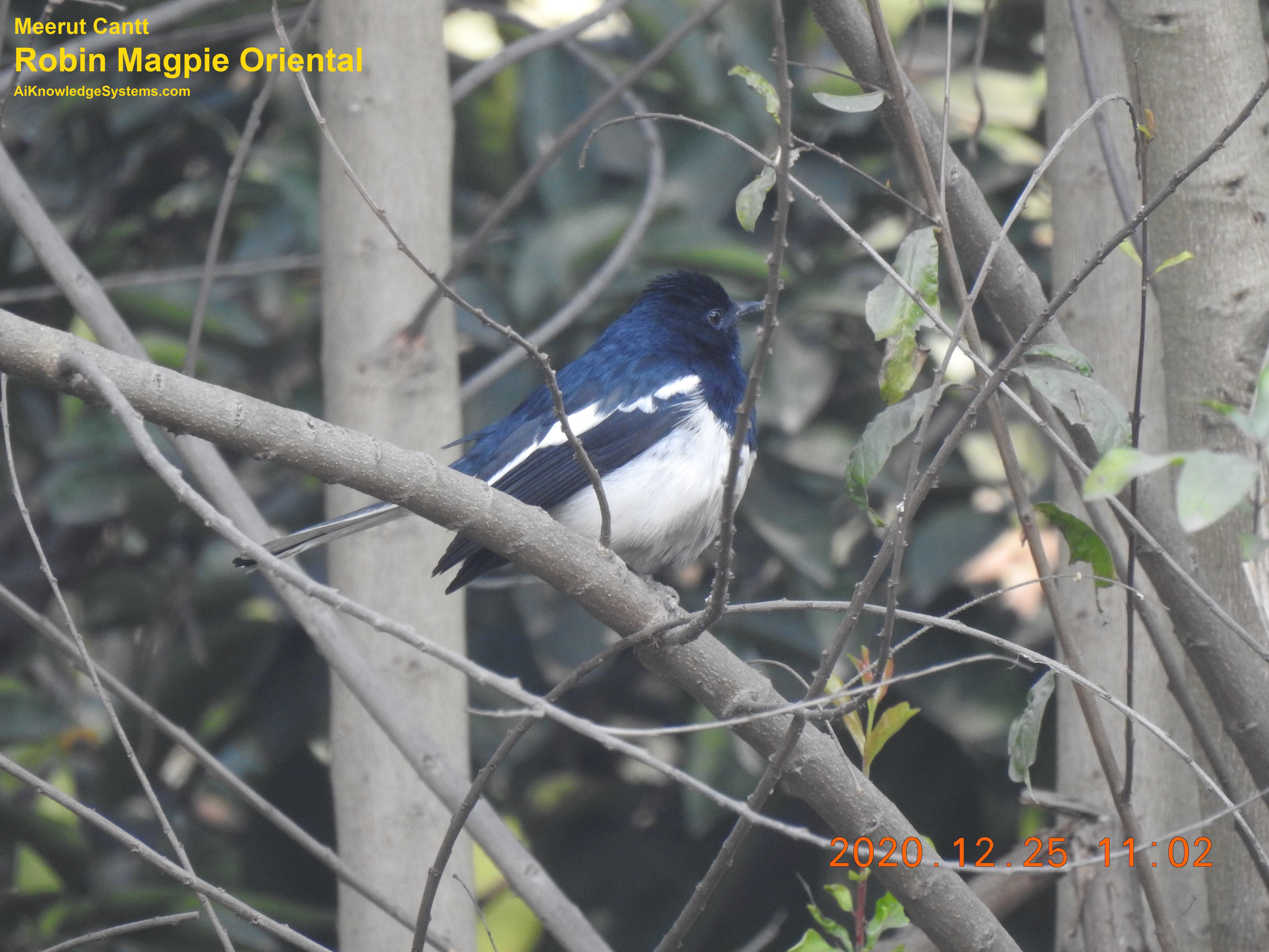 Magpie Robin (115) Coming Soon